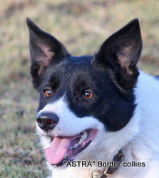 Astra Toffee, Red and White, rough coated border collie